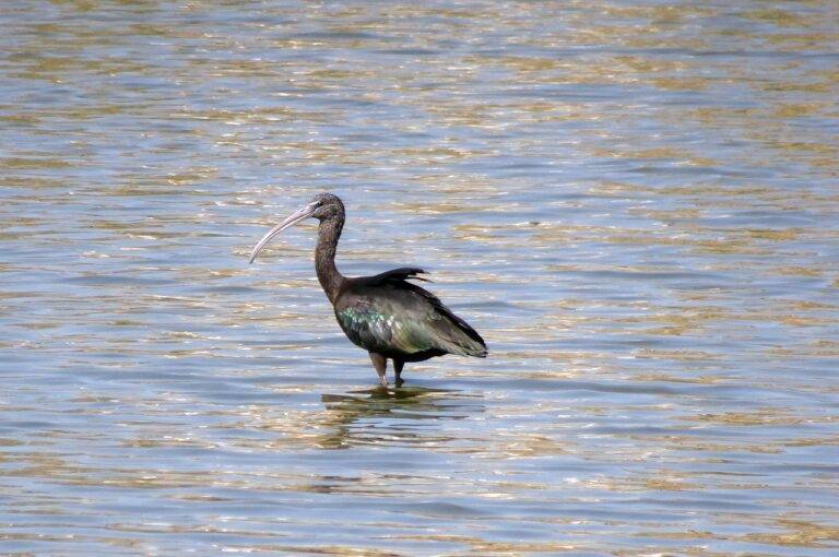 How Youth Vote Trends Are Changing Politics