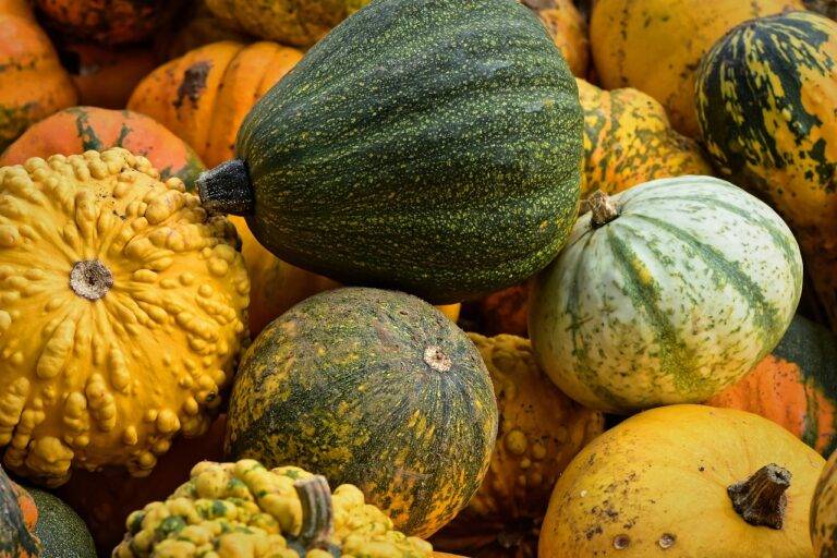 The Impact of Food Packaging on Environmental Sustainability